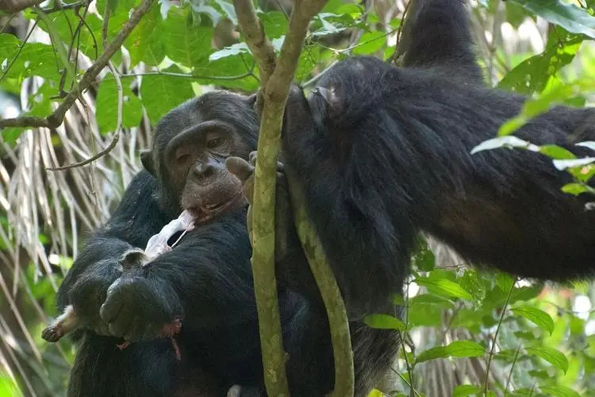 灵长类凶猛动物,灵长类动物的战斗力