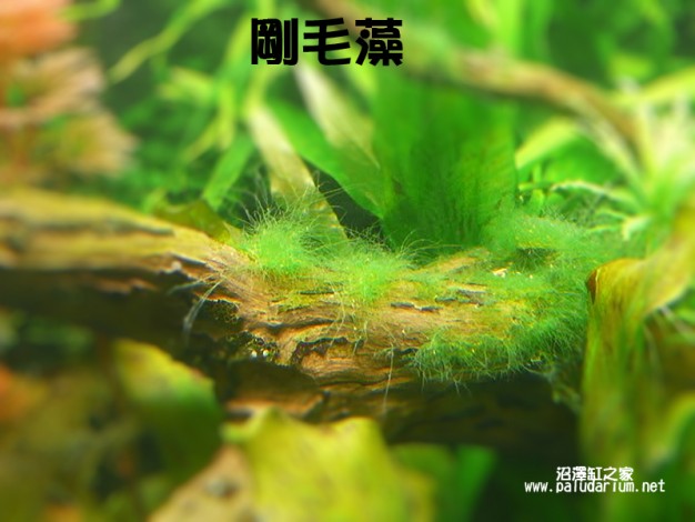 水族草缸爆绿丝藻怎么办,水草缸绿藻的养殖方法