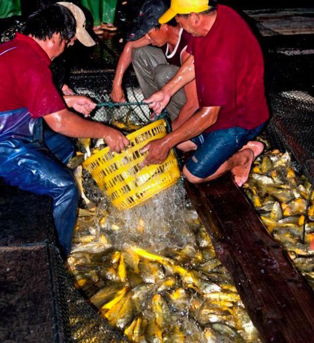 大黄鱼捕捞情况,浙江渔民一网捕4000斤大黄鱼