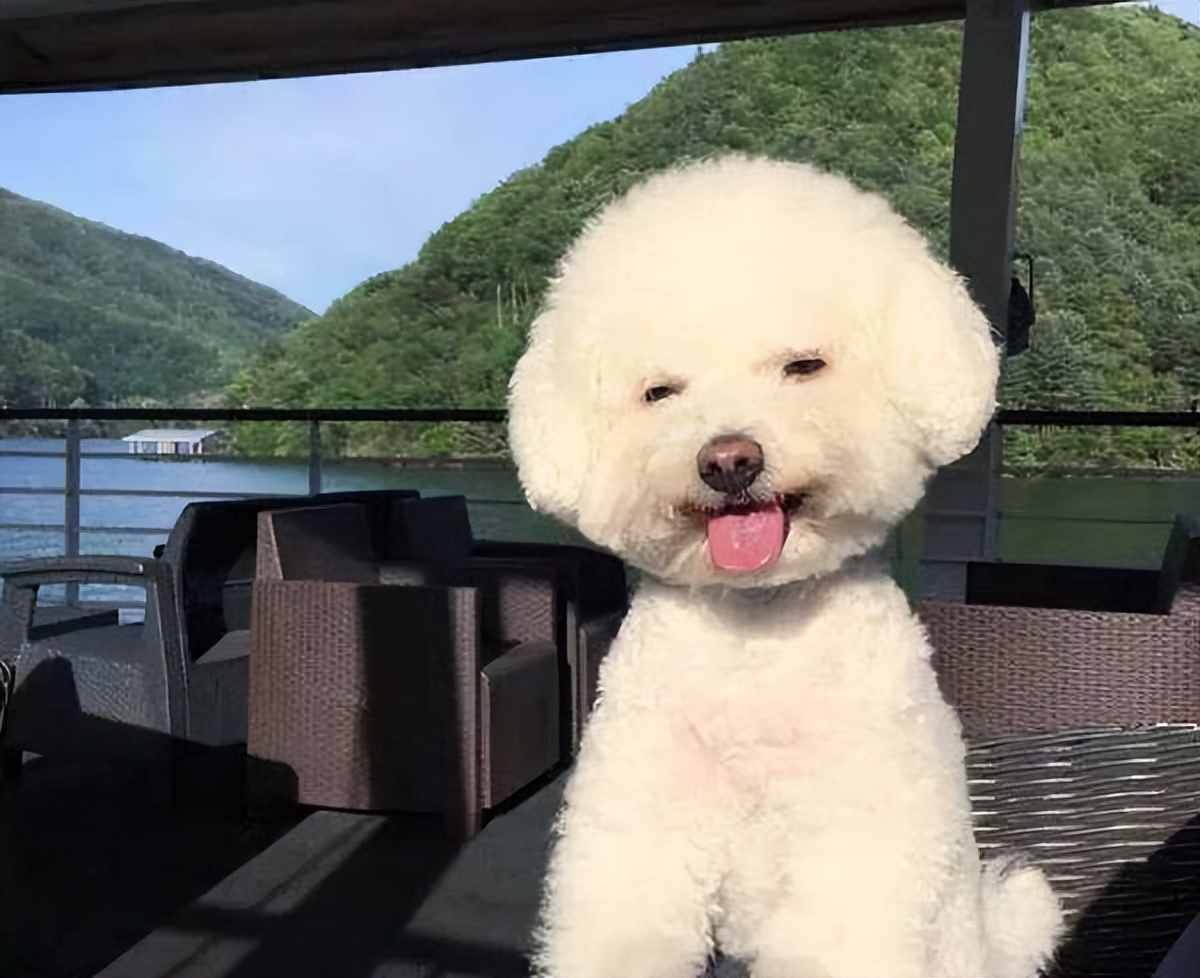 哪几种狗狗适合新手家养,最适合新手养的狗狗十大排行榜