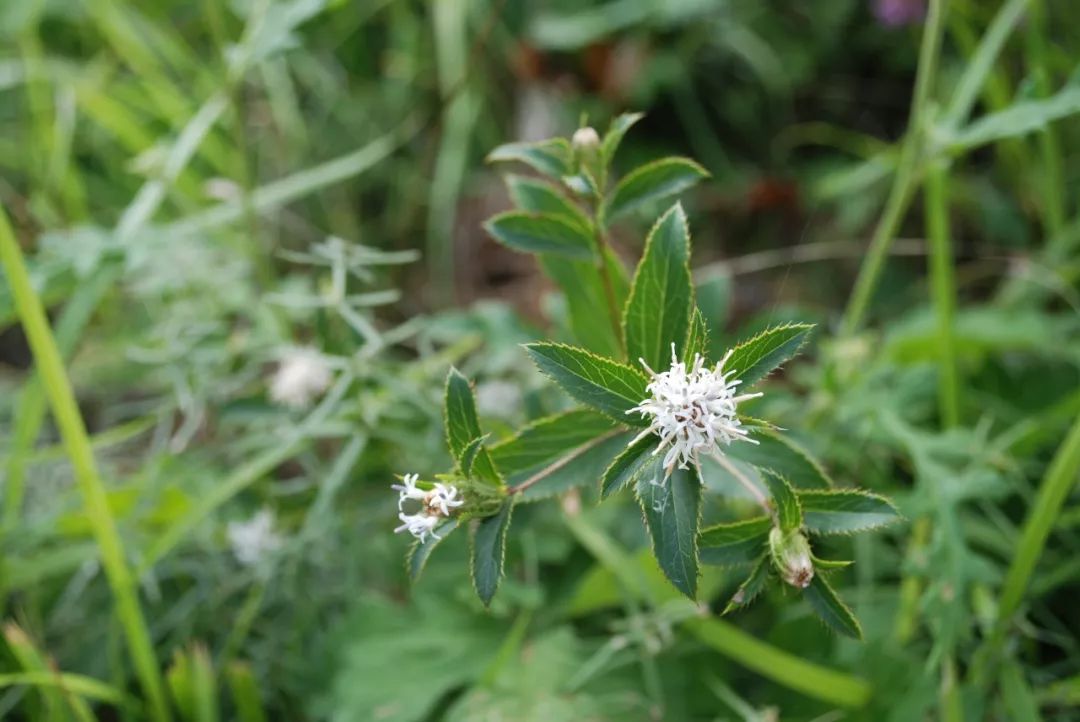150种常见药用植物大全,150余种常见药用植物花期组图