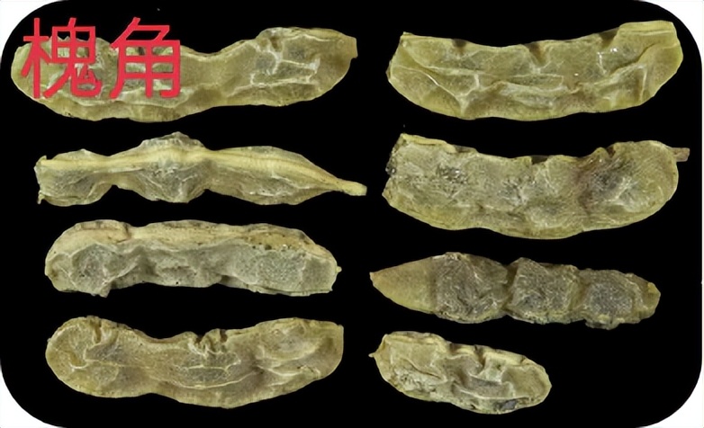 槐米槐角槐花的功效区别,槐花槐米槐角药性有什么不同