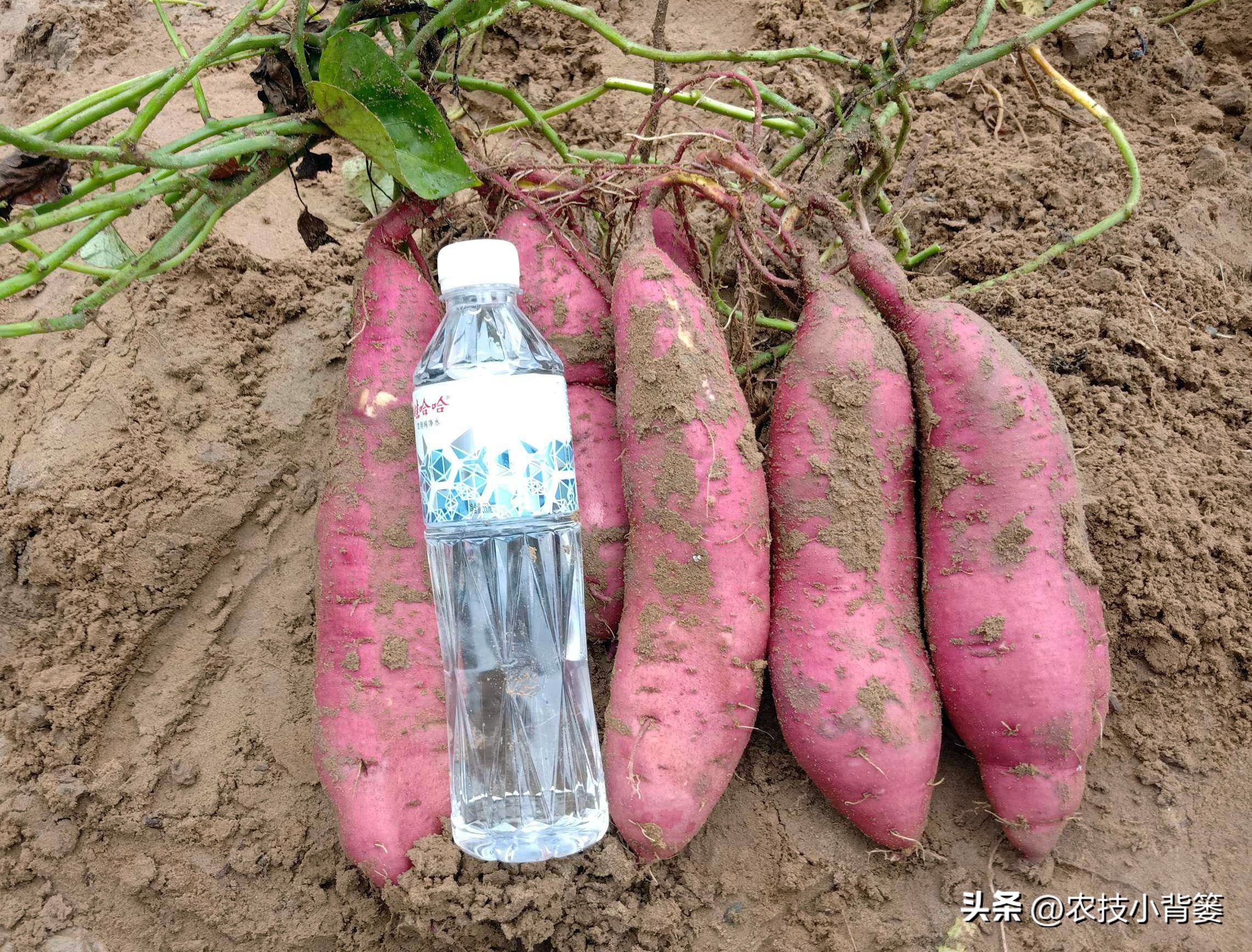 农村种植四种瓜增产有妙招,春天种瓜种植技术视频