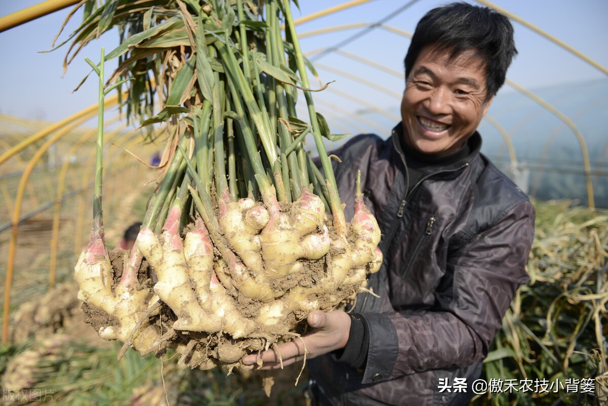 大姜怎样种植才能更高产？大姜膨大期管理应当抓住哪几个重点？