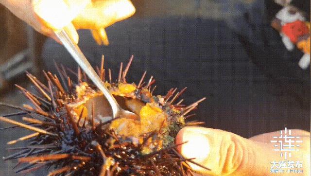 实现海鲜自由的秘诀,实现海鲜自由另一种说法