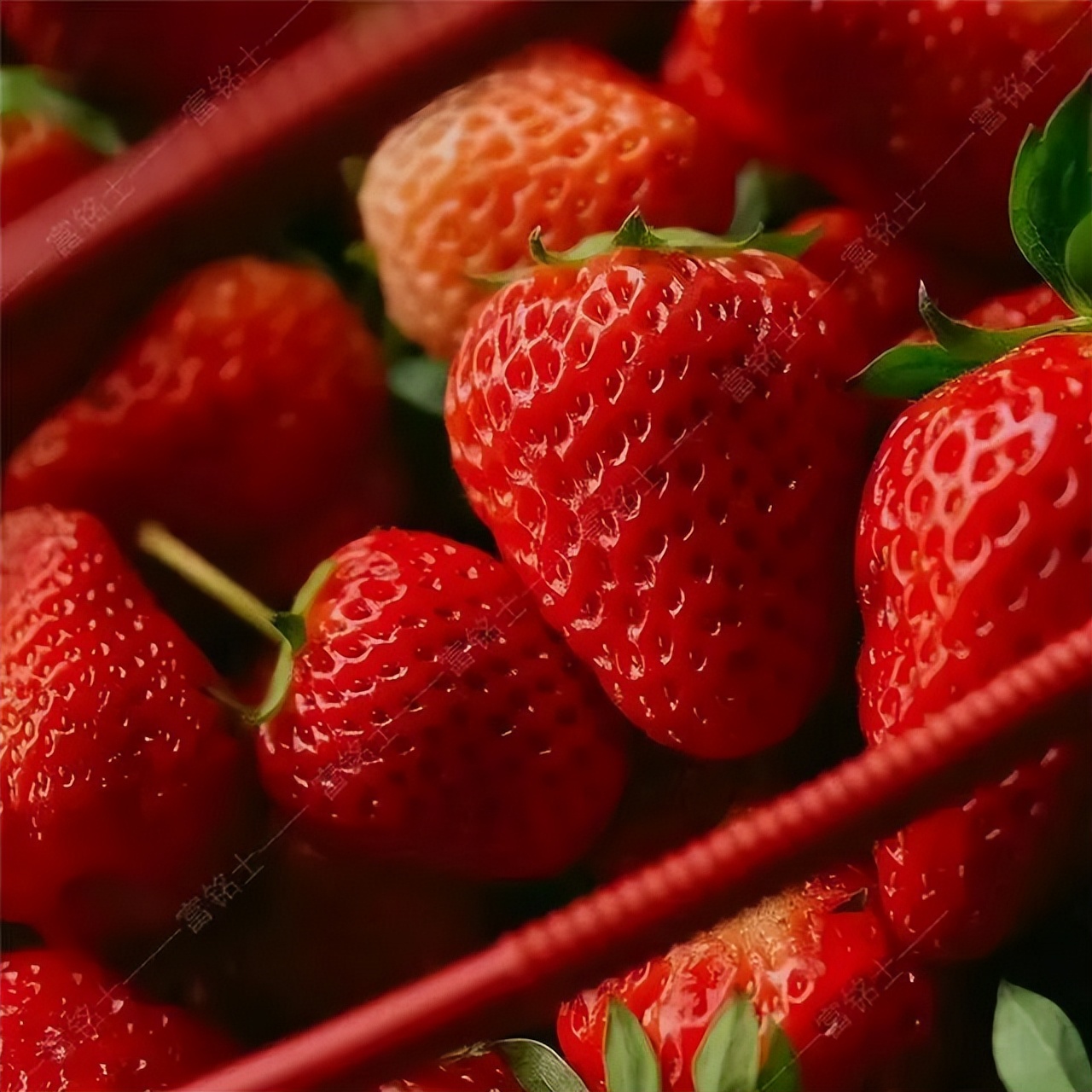 丹东九九草莓和红颜区别,丹东九九草莓新品