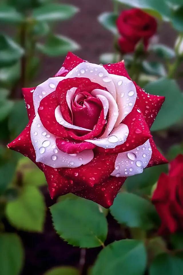 婀娜多姿的玫瑰花