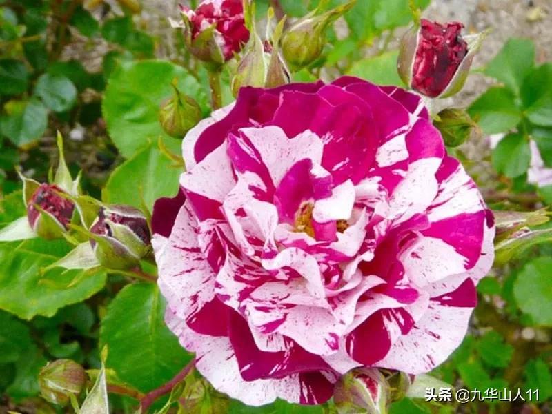 常见丰花月季品种一览,阳台盆栽丰花月季什么品种最好