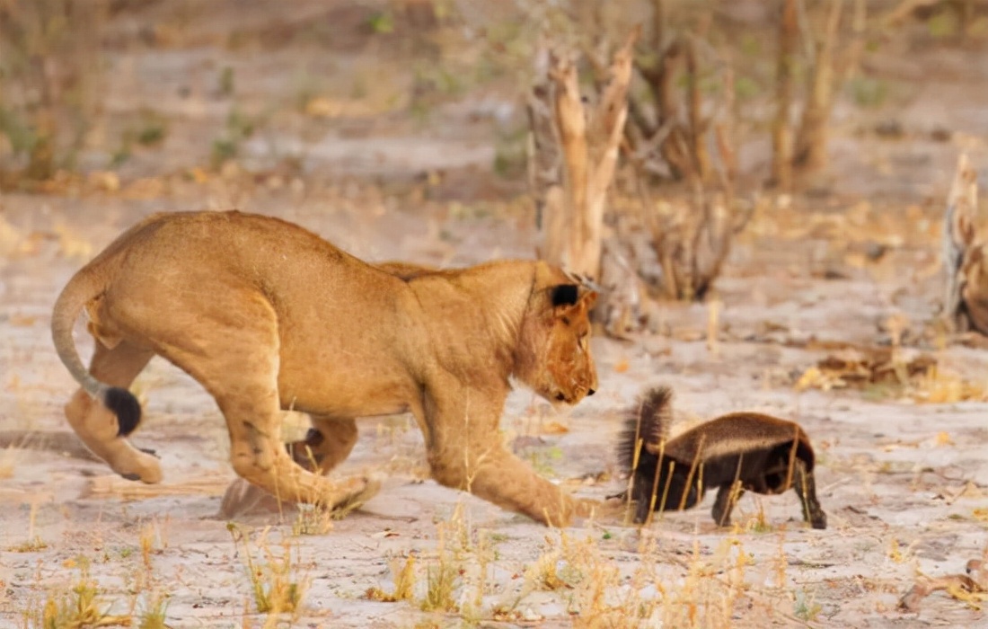 非洲“平头哥”蜜獾有多强？我来告诉你