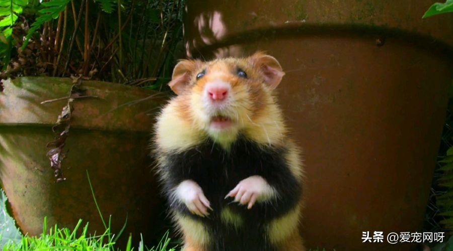 仓鼠品种大全及图片,仓鼠哪些品种不咬人