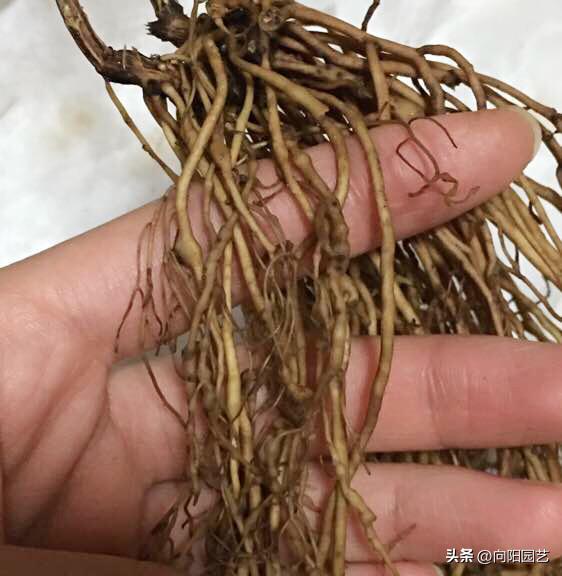 铁线莲买根的都是假的吗,网购的铁线莲没有芽点还有希望吗