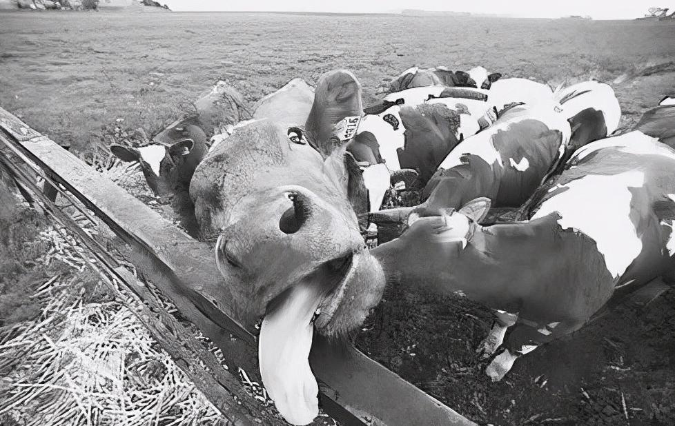 最可怕的朊病毒是什么,世界上最可怕的朊病毒