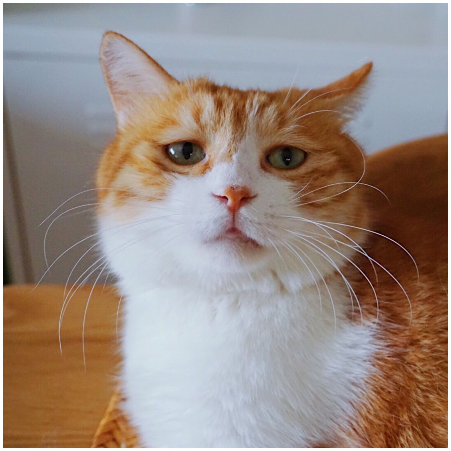 猫最好养哪种猫,养猫首选这5种猫不仅忠诚还好养