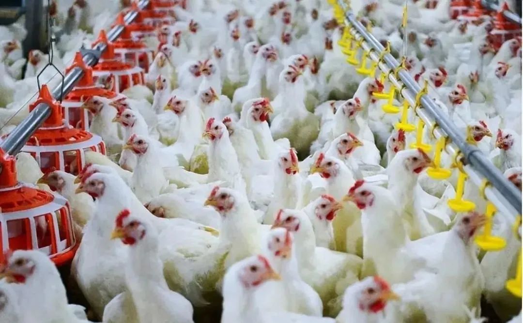 鑾峰吇娈栧ぇ鎴峰鎰熻█,绂忓缓鍏婚浮棣栧瘜