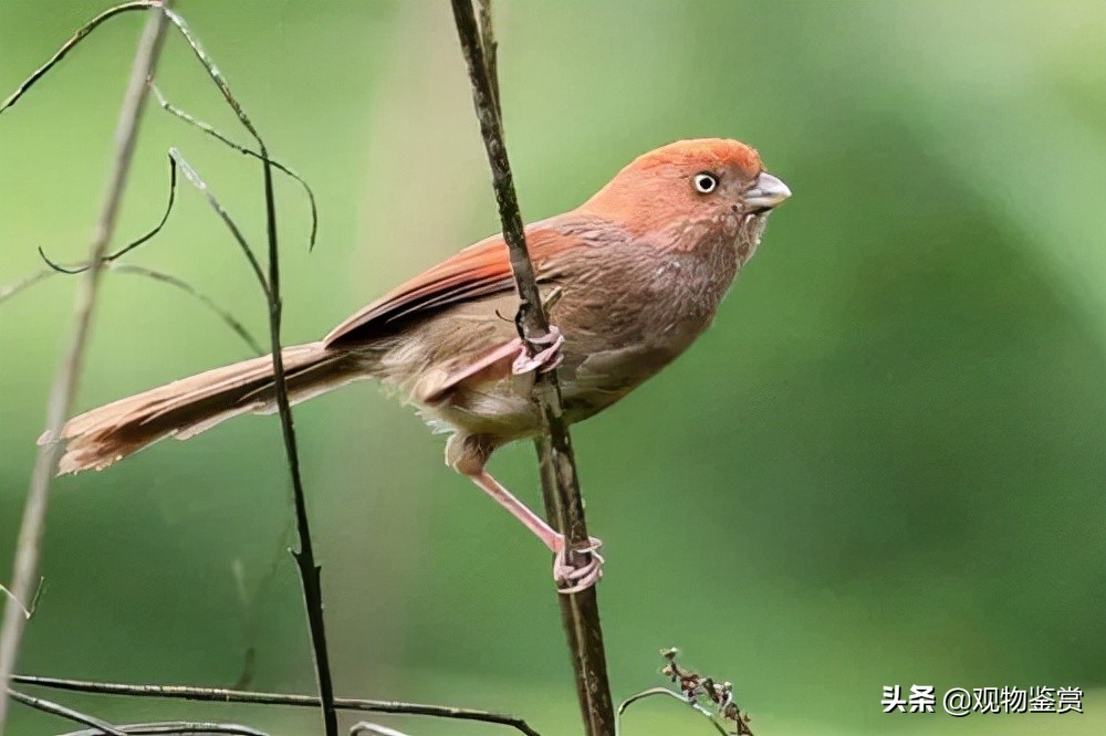 老黄豆鸟与小黄豆鸟的区别,黄豆鸟怎么挑选才是好鸟