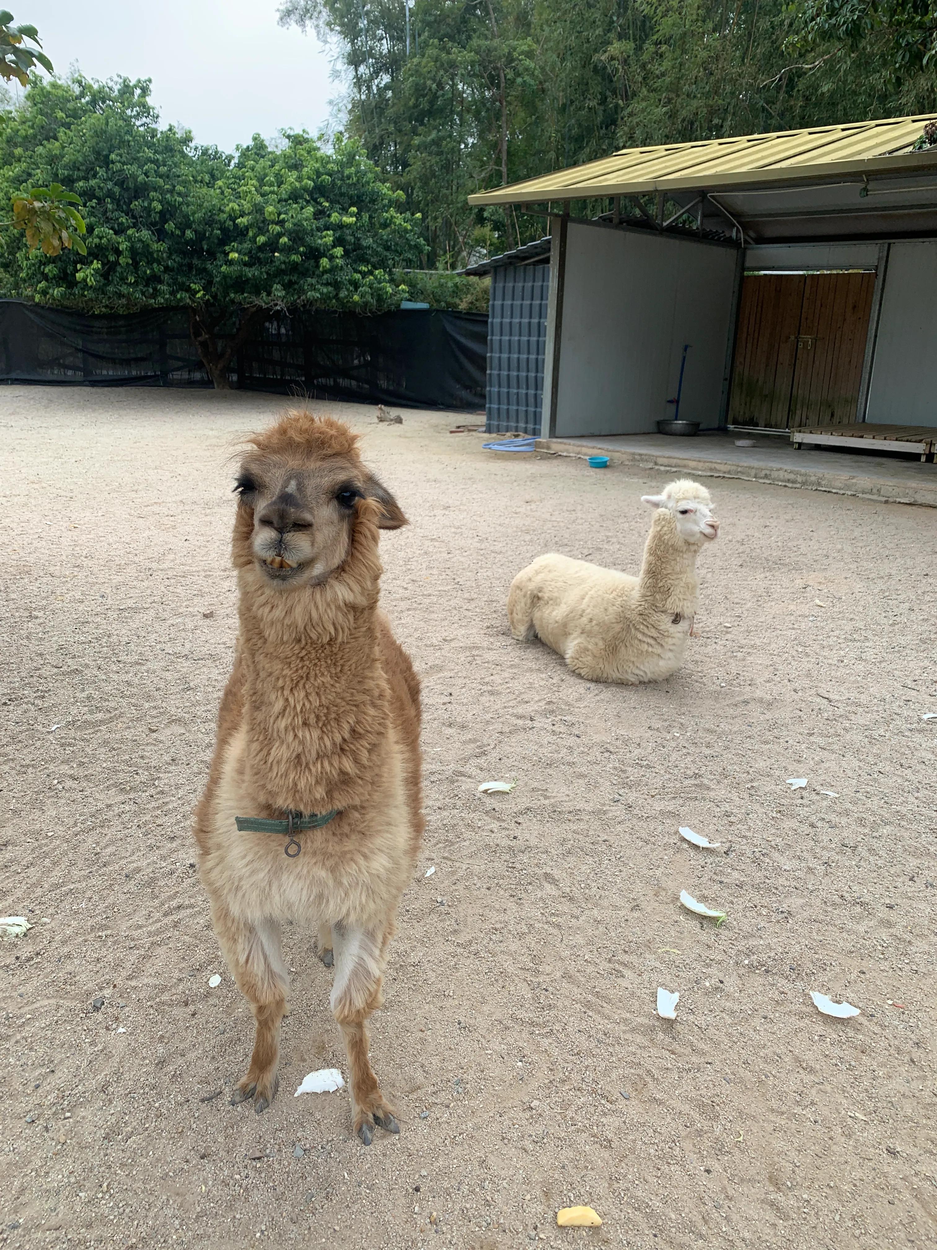 网红羊驼怎么养活的视频,哪个网红养的羊驼