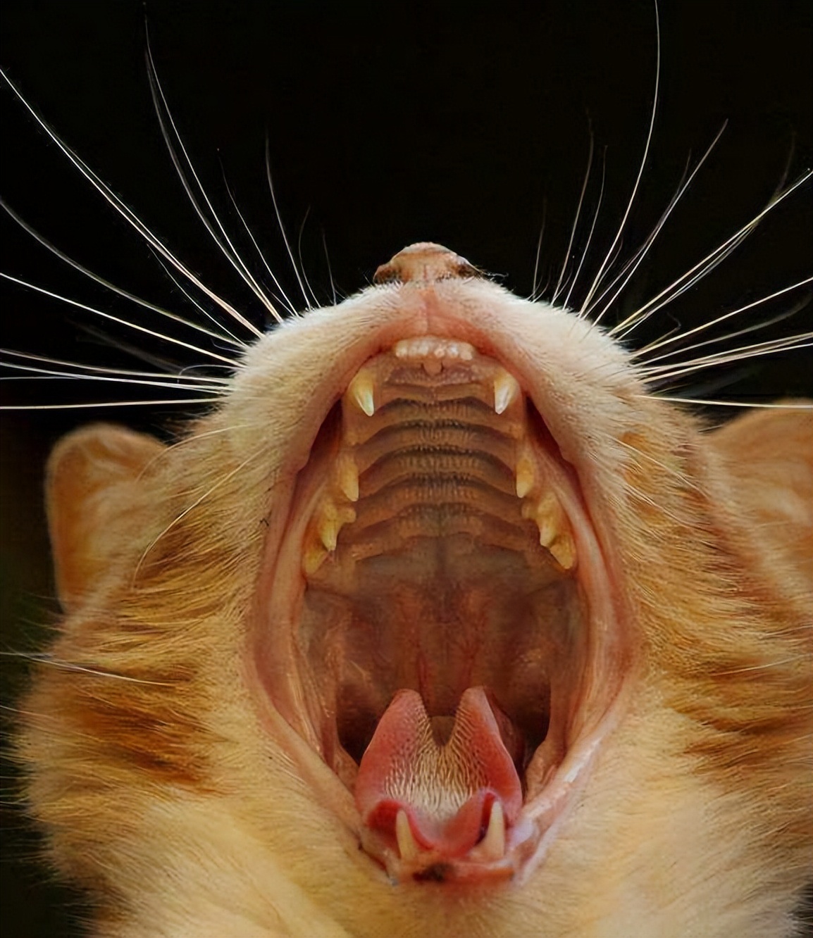 家猫怎样选才是好猫,如何挑选一只性格好长得好看的猫