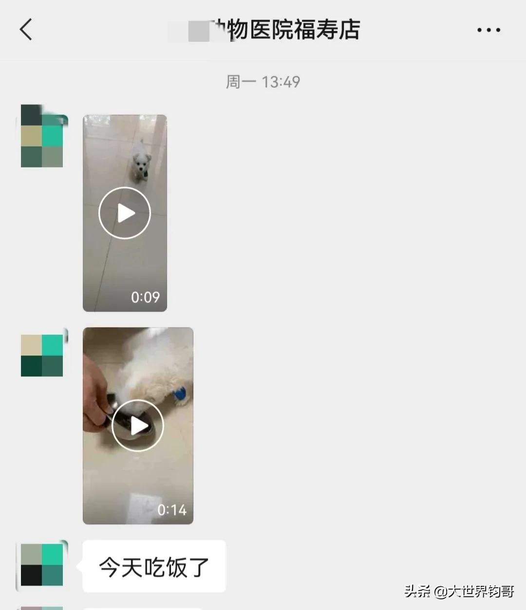 法斗幼犬得了细小治疗成功率多少,我家狗狗得了细小突然咬我一下