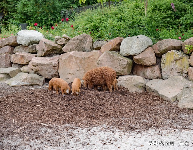 母猪产后不爱吃食排尿困难,母猪产后不排尿是怎么回事啊