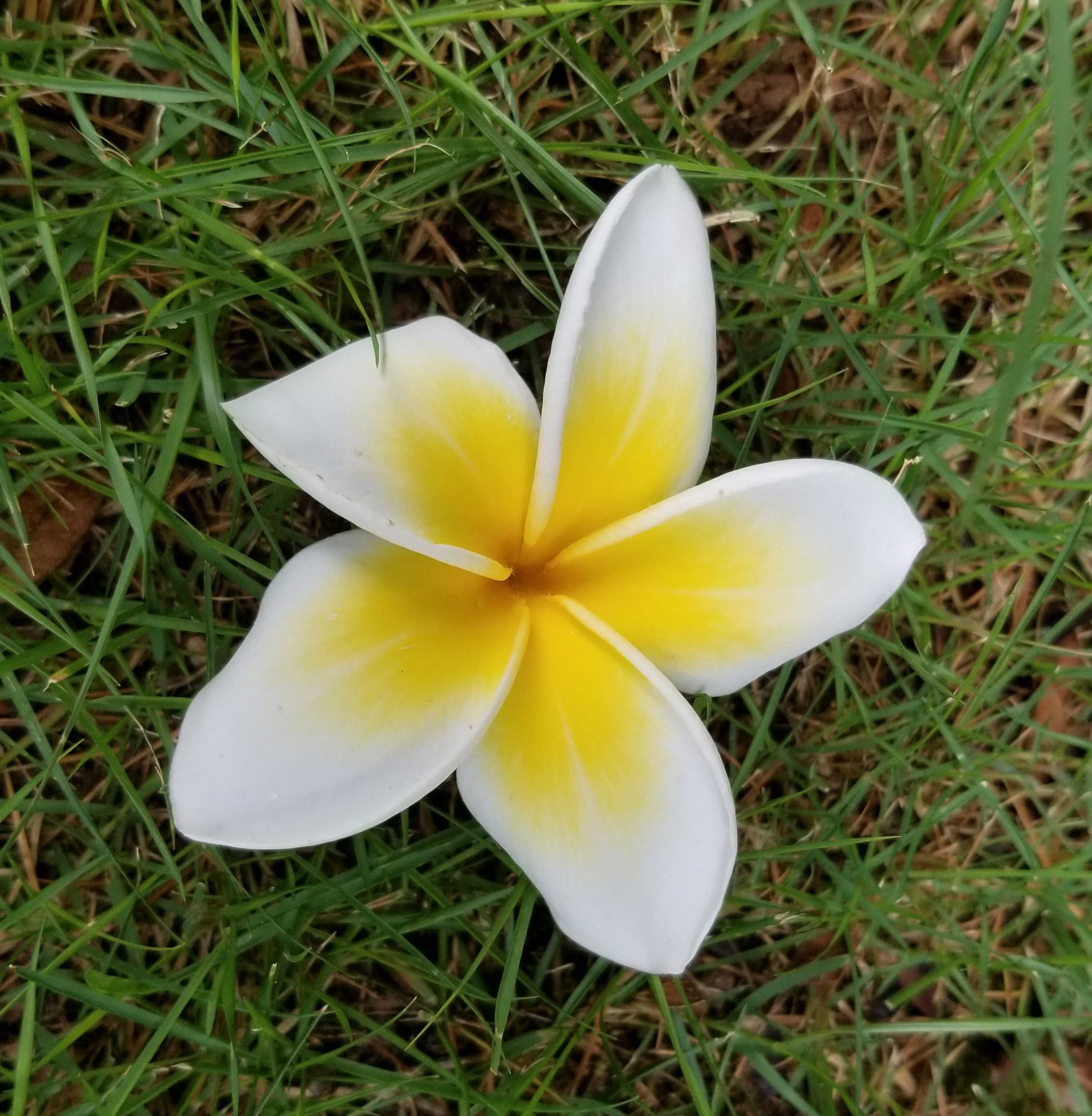 鸡蛋花是什么花,鸡蛋花是什么树长出来的