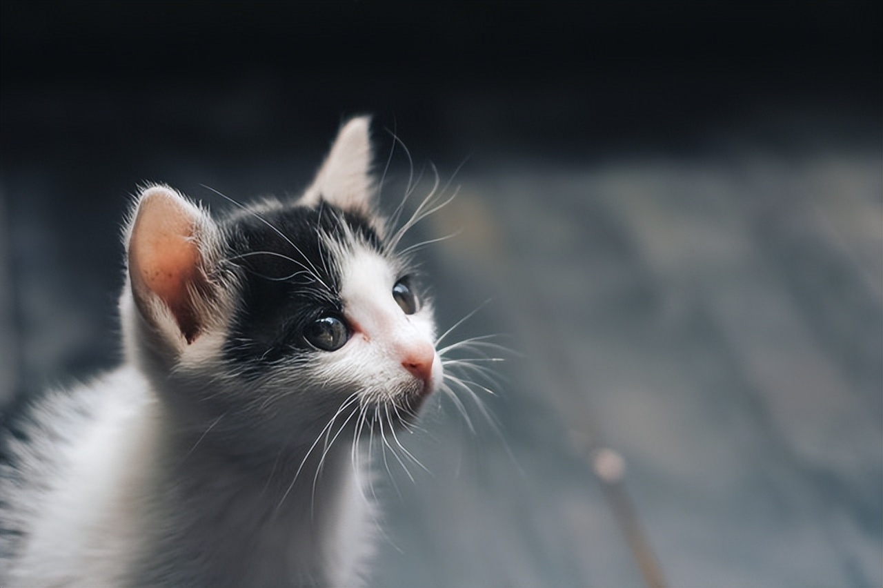 抖音猫文案短句,猫适合发朋友圈的文案