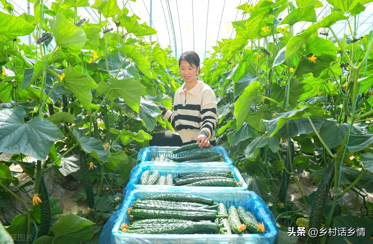种菜时如何种15种蔬菜,种菜新致富新模式