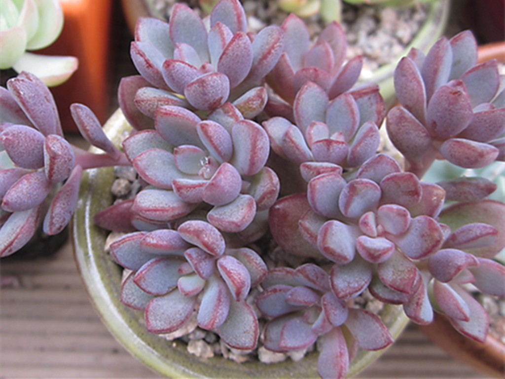 十二卷多肉的品种图鉴,100种多肉植物图片大全