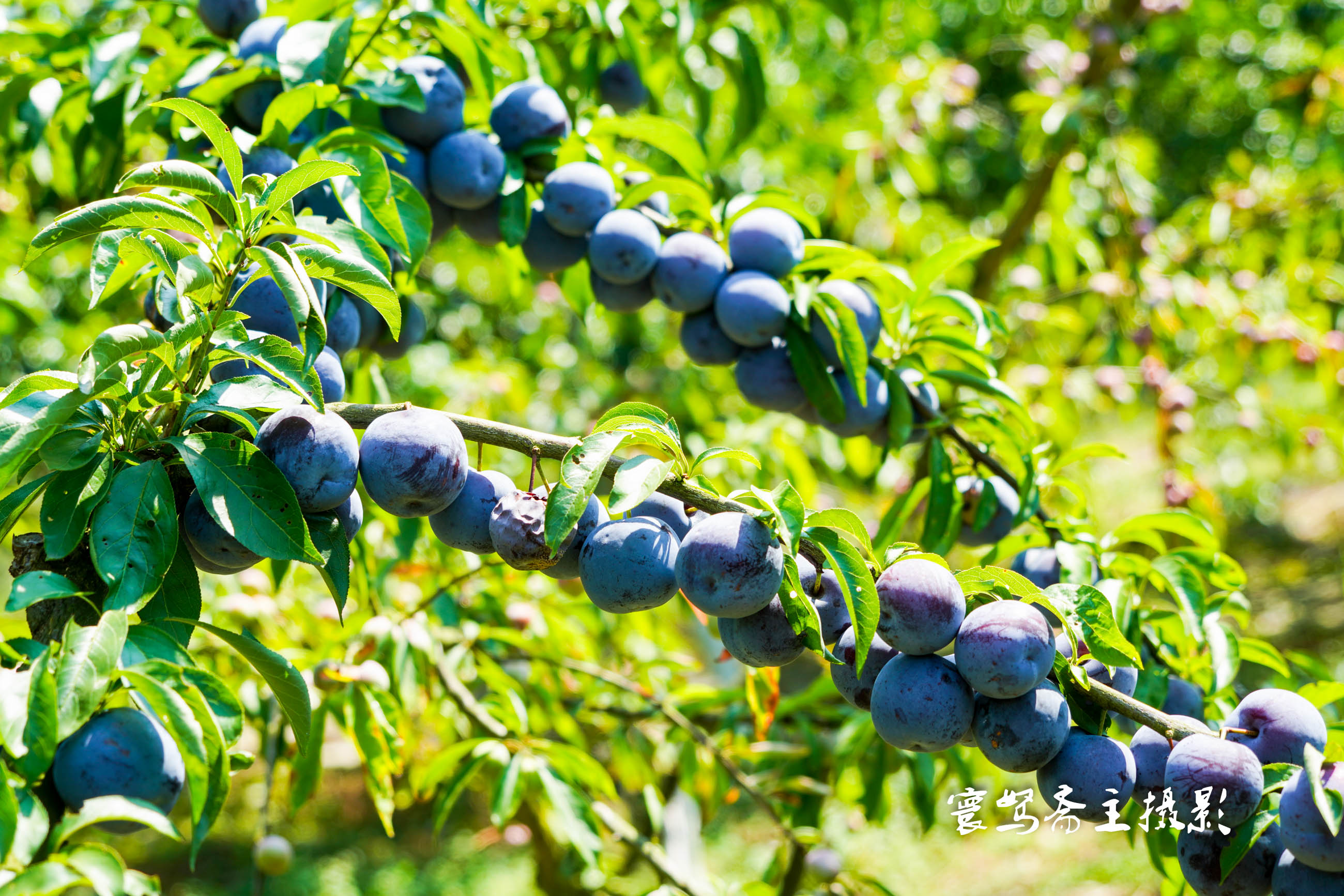 重庆静观柴火鸡,静观陈氏柴火鸡