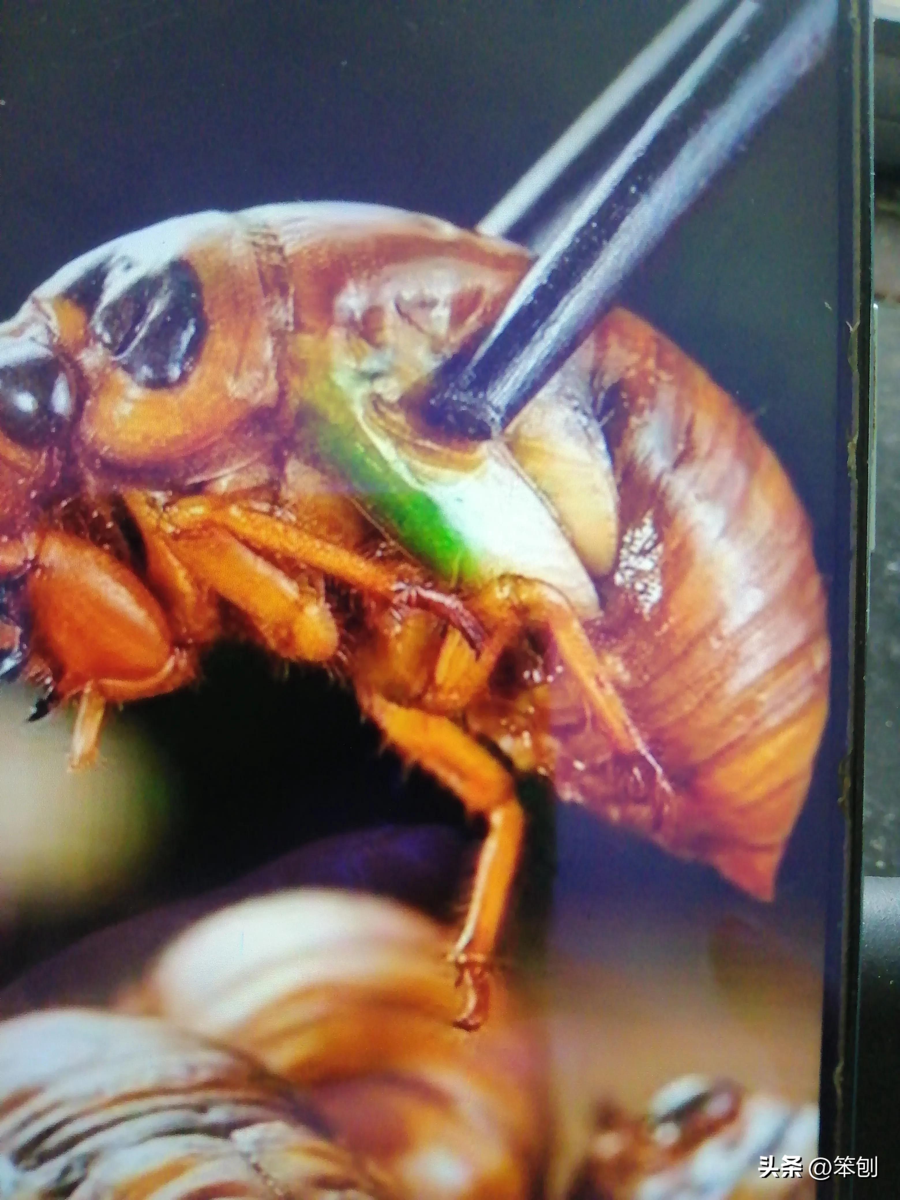 金蝉养殖前景好铺就致富路,金蝉养殖需投资多少钱才能赚钱呀