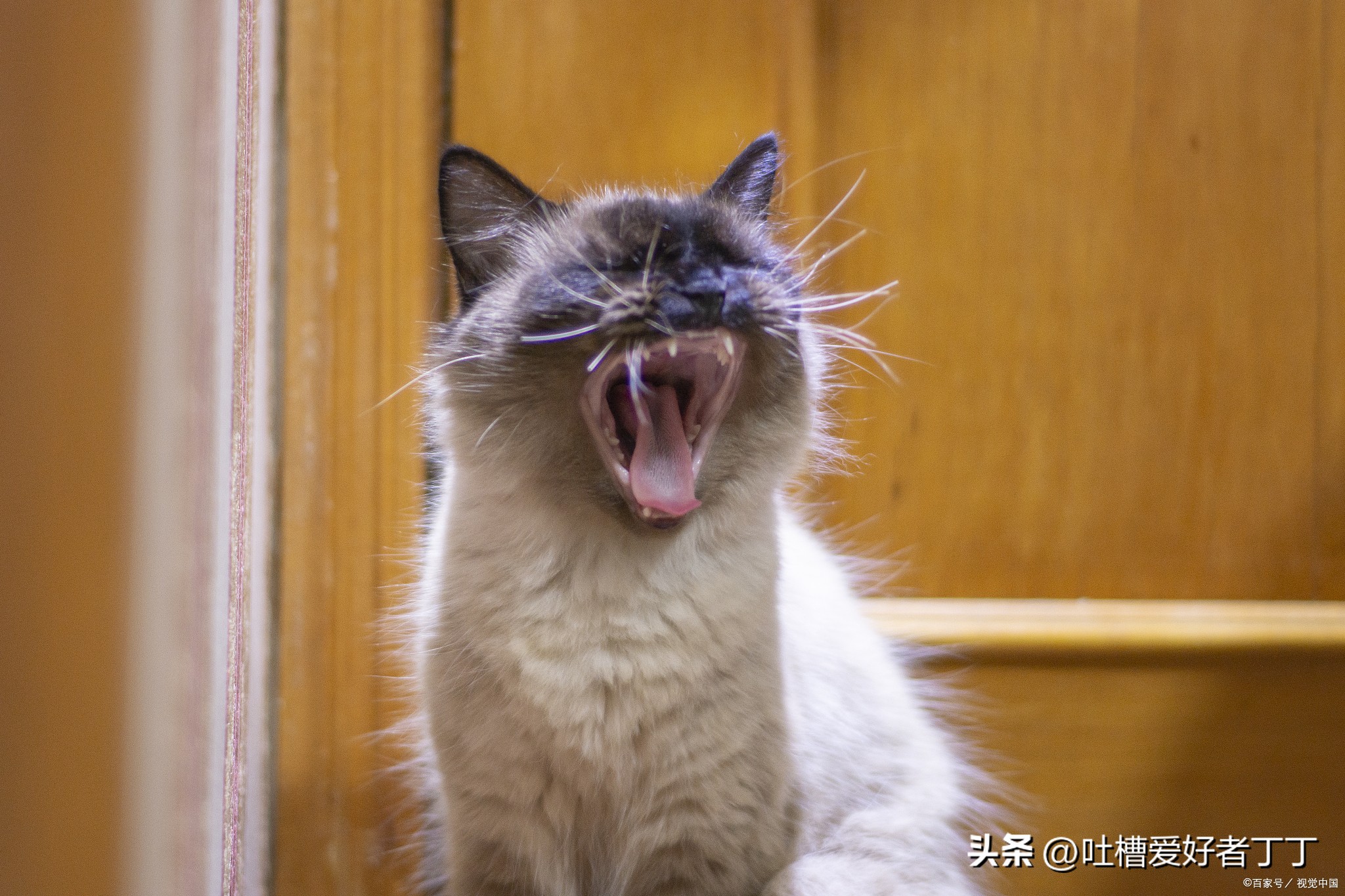 猫咪打喷嚏出血是什么原因,打喷嚏后出血是怎么回事