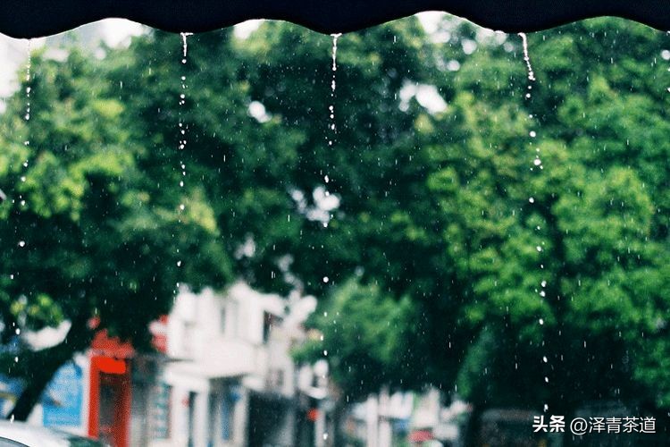 谷雨时节来杯谷雨茶,过了谷雨的茶有什么区别