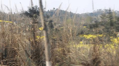 成都市区现实版桃花源记在哪里,成都公交可达的古镇