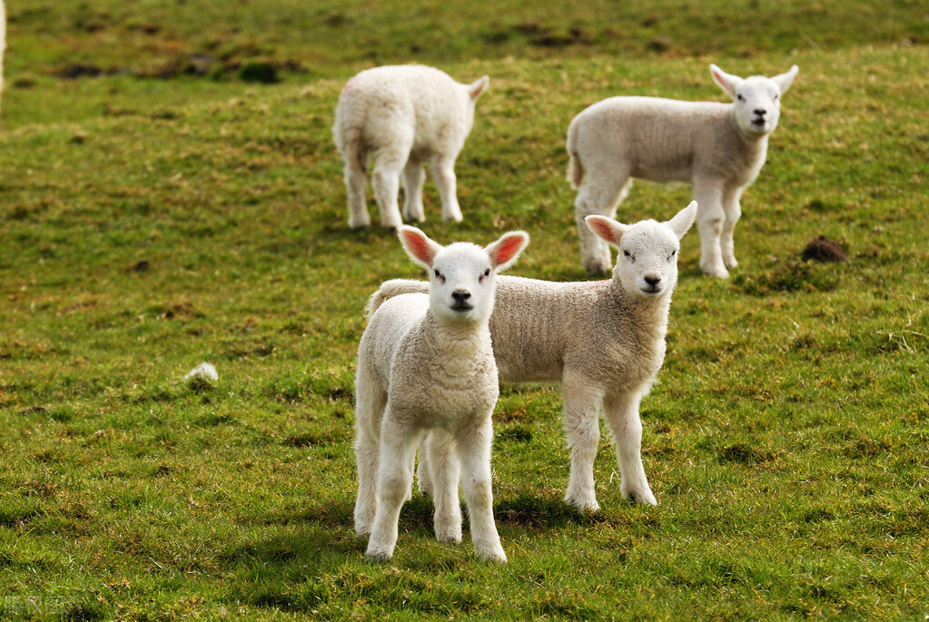 在农村养羊养牛养鸡哪个最赚钱呢,农村人创业养羊一年能赚多少钱