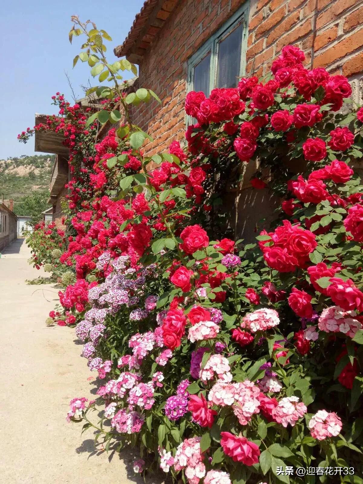 濂跺ザ鐖卞吇鐨勮姳,鐖卞吇鑺辩殑鑰佸お澶吇鐨勮姳鐪熷ソ