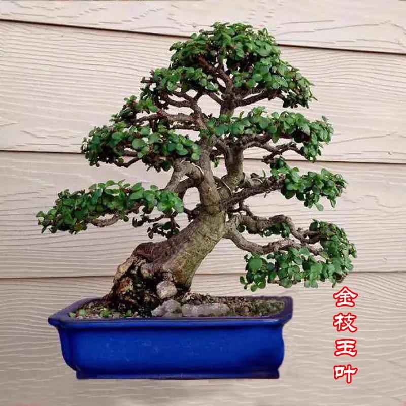 客厅养四种富贵花,家中盆栽什么树好养旺财