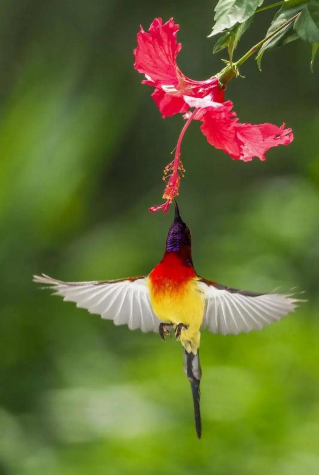 太阳鸟花的图片,太阳鸟精彩图片