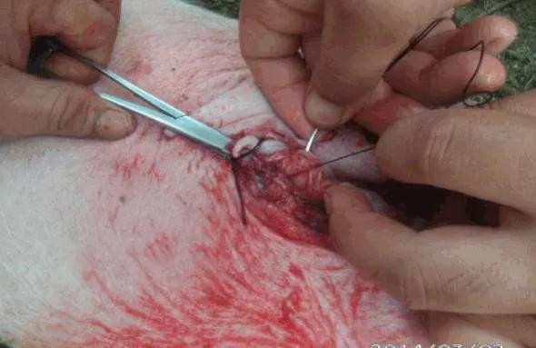 养猪技术：猪疝气的病因和治疗方案