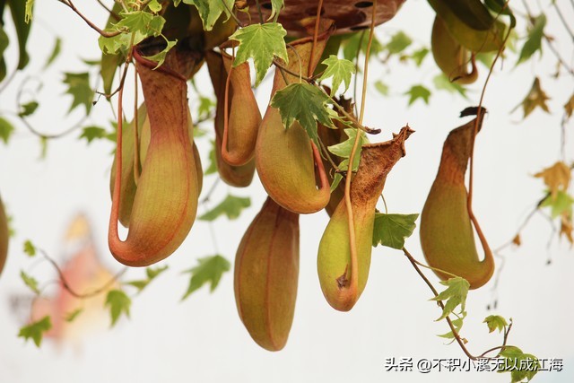 植物界里的庞大的食人花,各种食人花植物