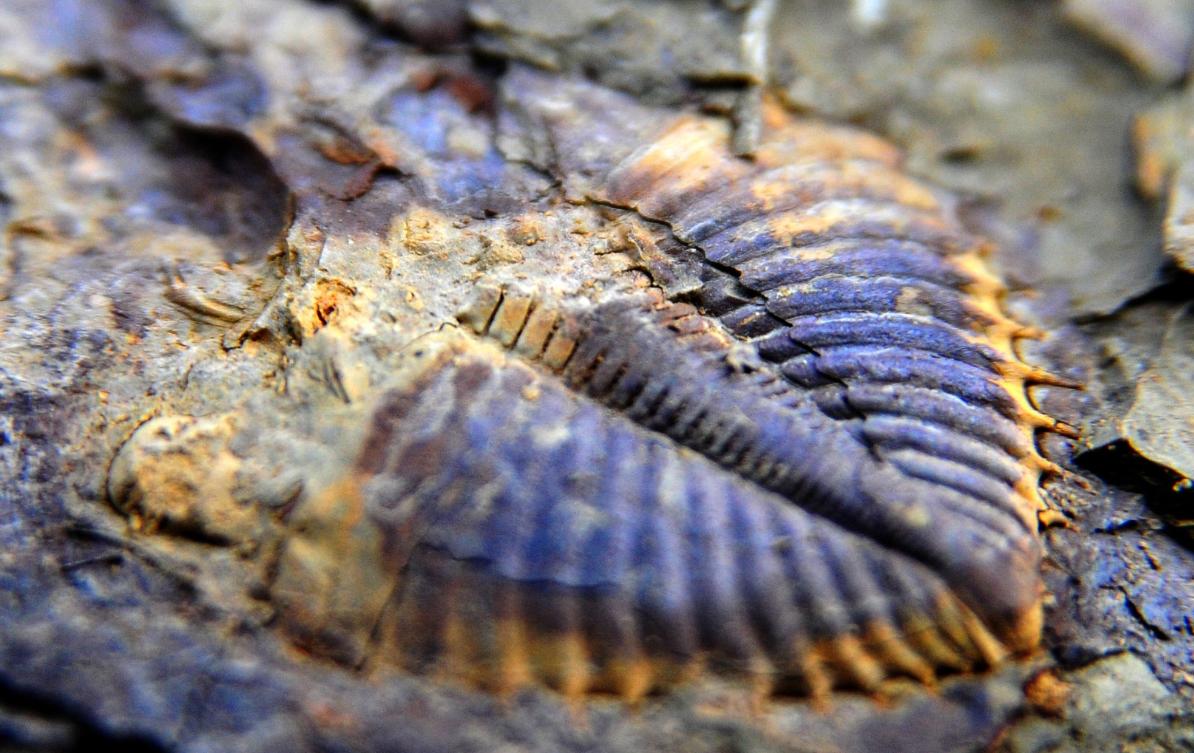 山东三叶虫化石真假,三叶虫远古生物图片