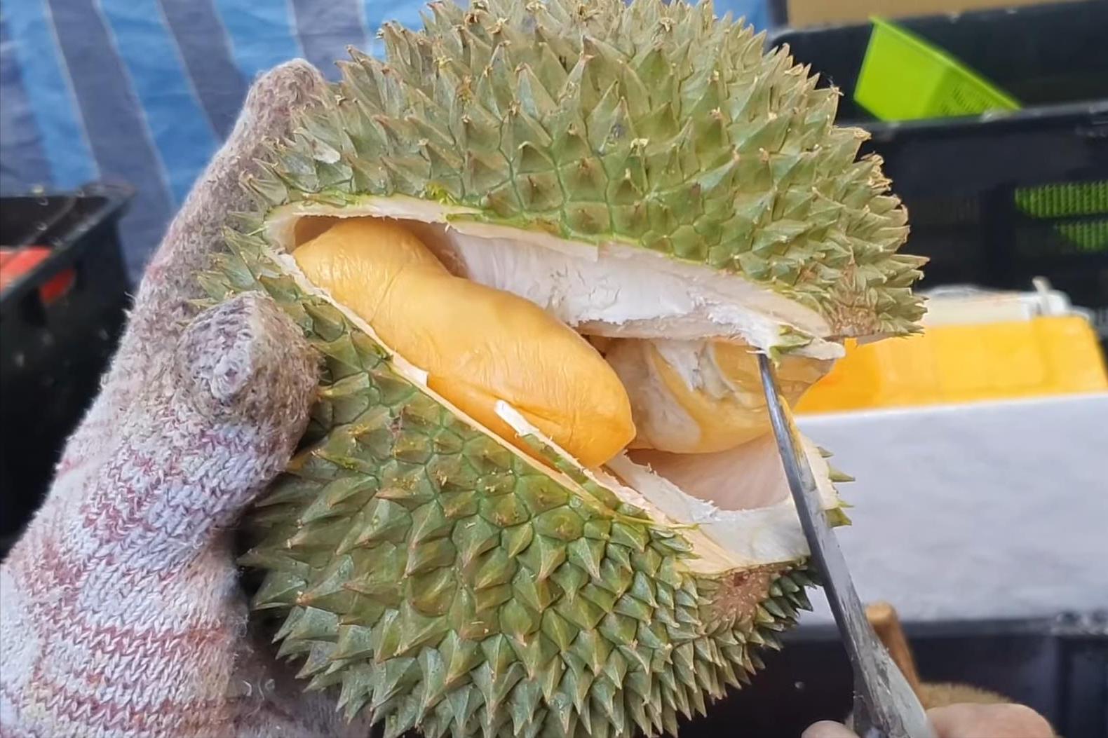 马来西亚黑刺榴莲为什么那么贵,马来西亚黑刺榴莲成熟期