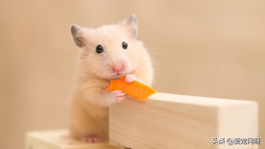 仓鼠布丁是什么品种,仓鼠品种大全及图片真实