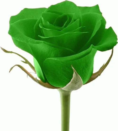 玫瑰花的爱语,漂亮又特别的玫瑰花花语