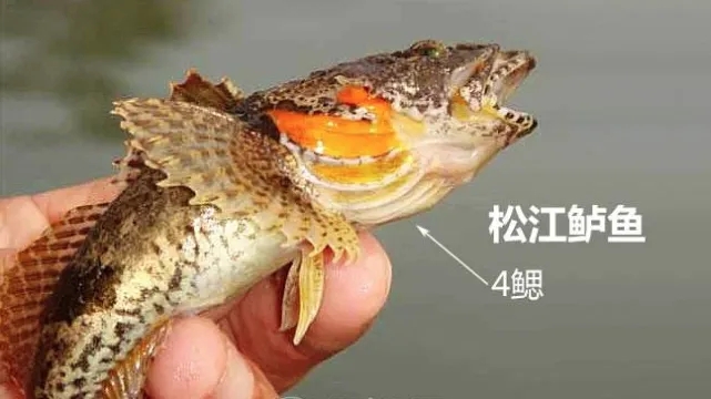 价格比较高名贵的鱼,常见淡水鱼大全钓友值得收藏