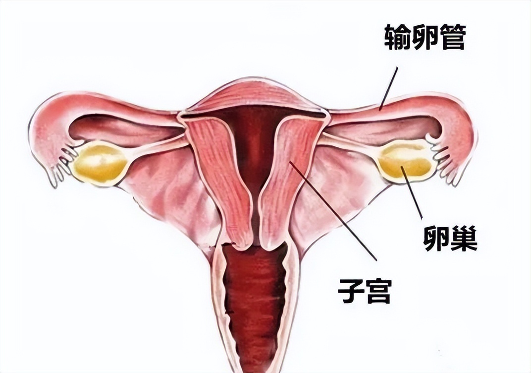 21岁女大学生贪慕虚荣，靠卖卵赚钱，医生怒斥：你随时可能会死