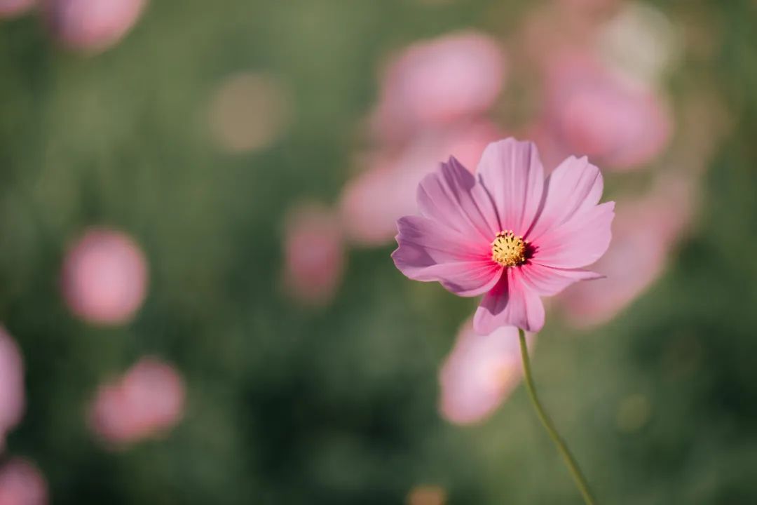 那些惊艳到世人的绝美成语,18个最美成语