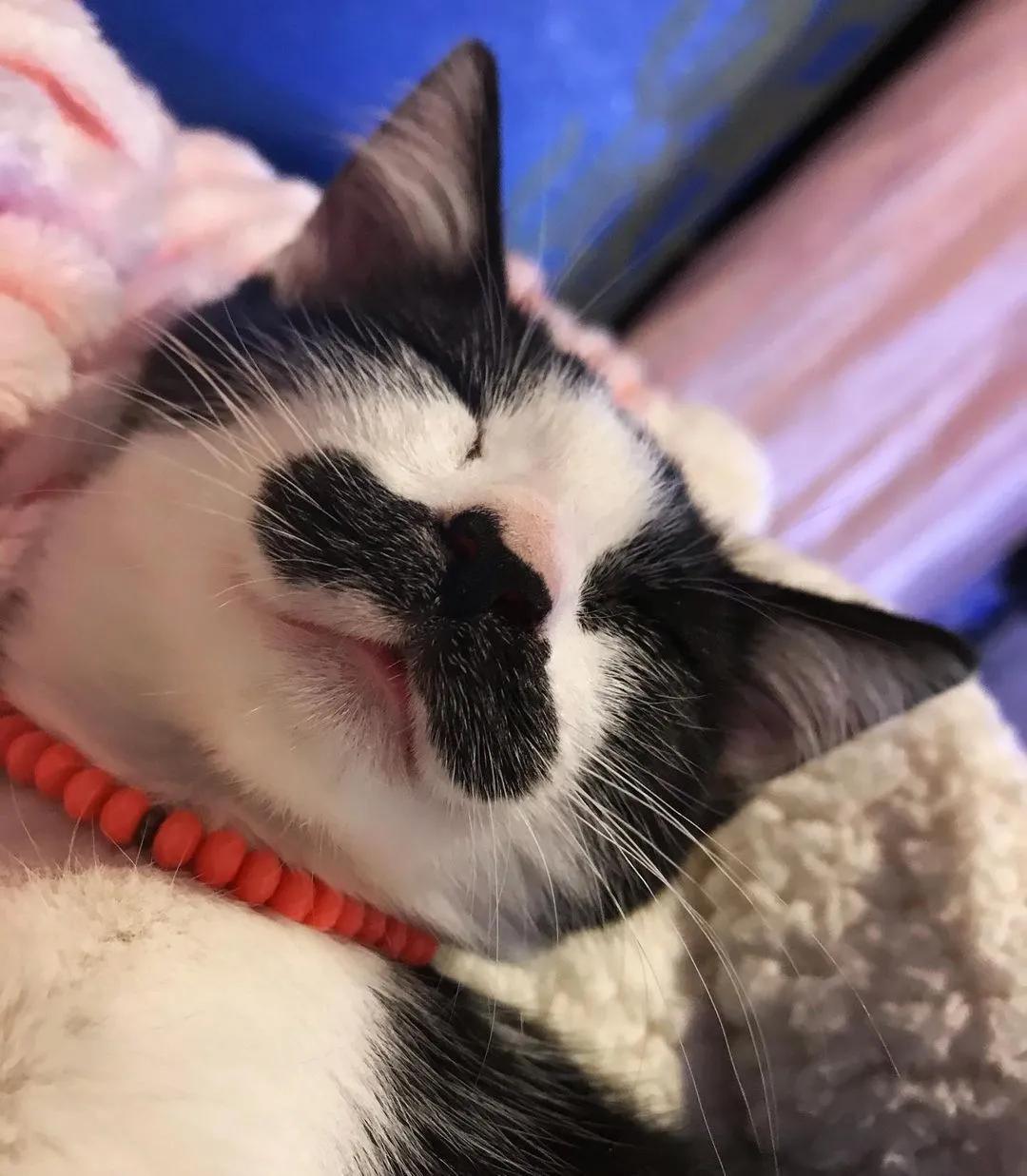 因为长了嘴一字胡，奶牛猫无人领养，却因祸得福成了网红
