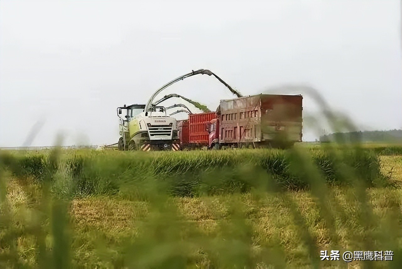 割青麦事件感想,割青麦做青饲料事件