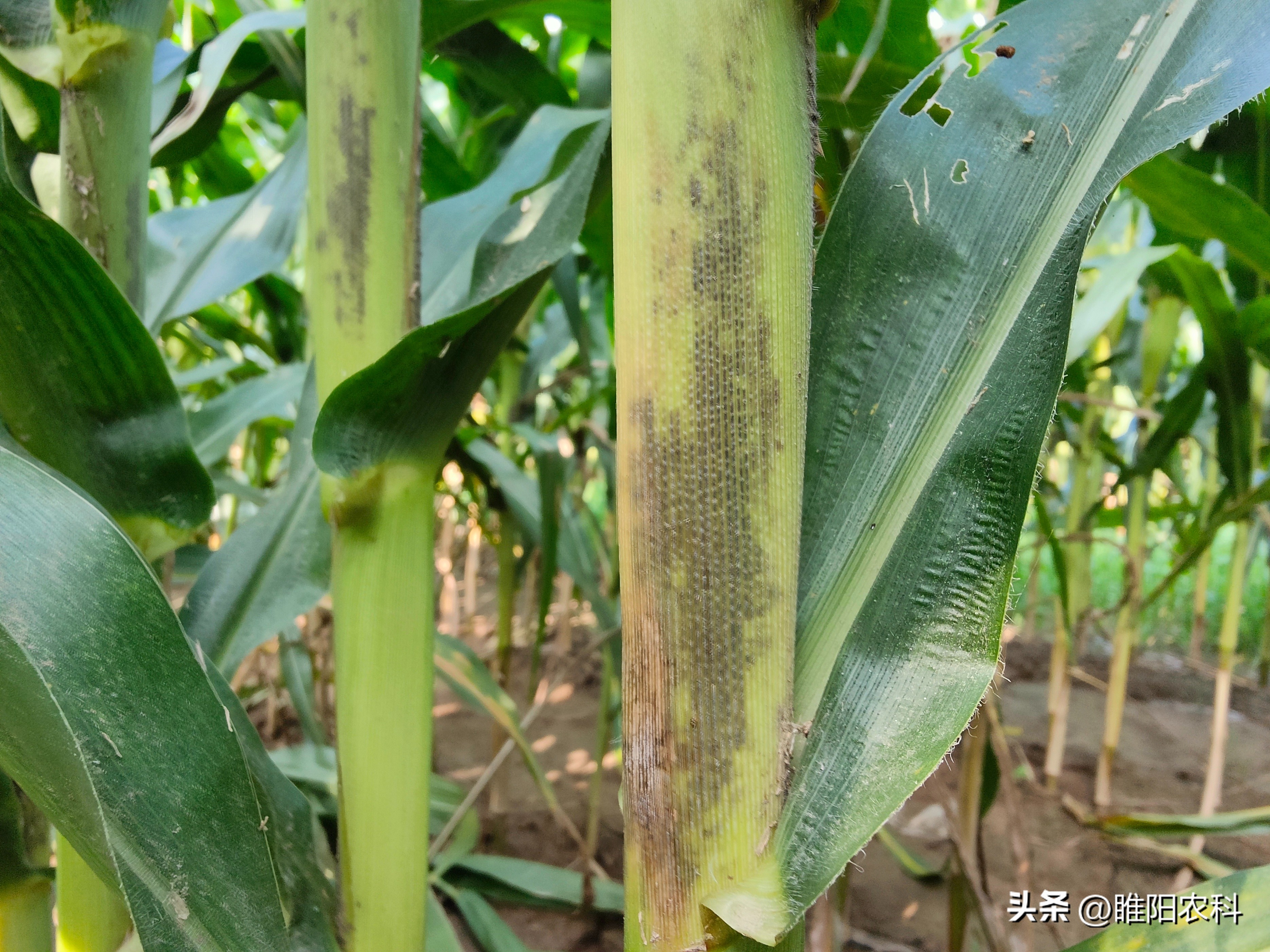 玉米死杆怎么办,玉米生长后期发生枯死是什么原因