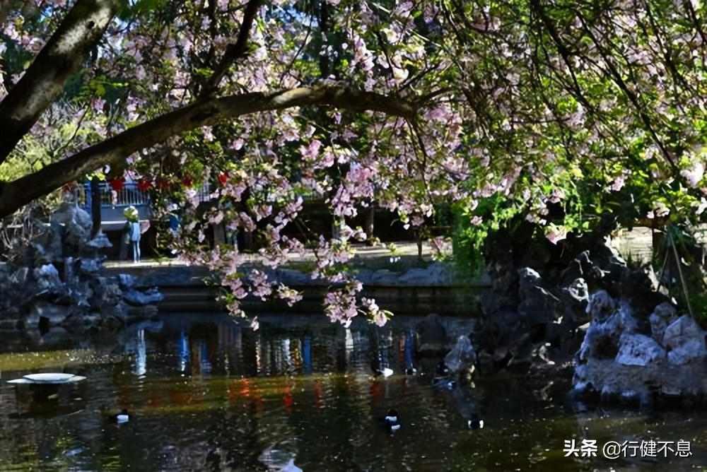 关于咏柳著名诗句及其赏析,咏柳经典诗词100首