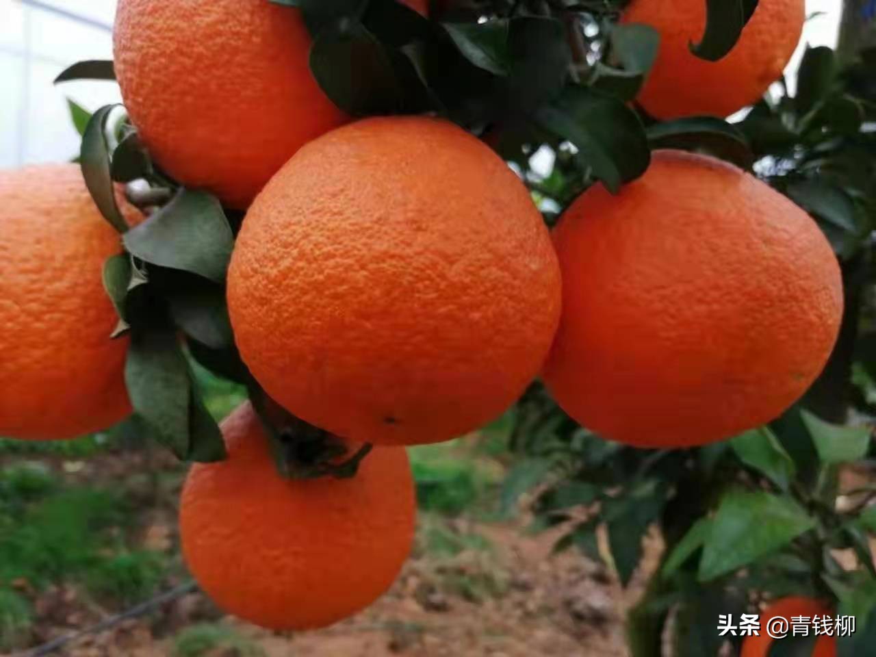 6月成熟杂柑品种,杂柑最新早熟品种哪个最好